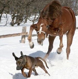 Chiens et enfants 01